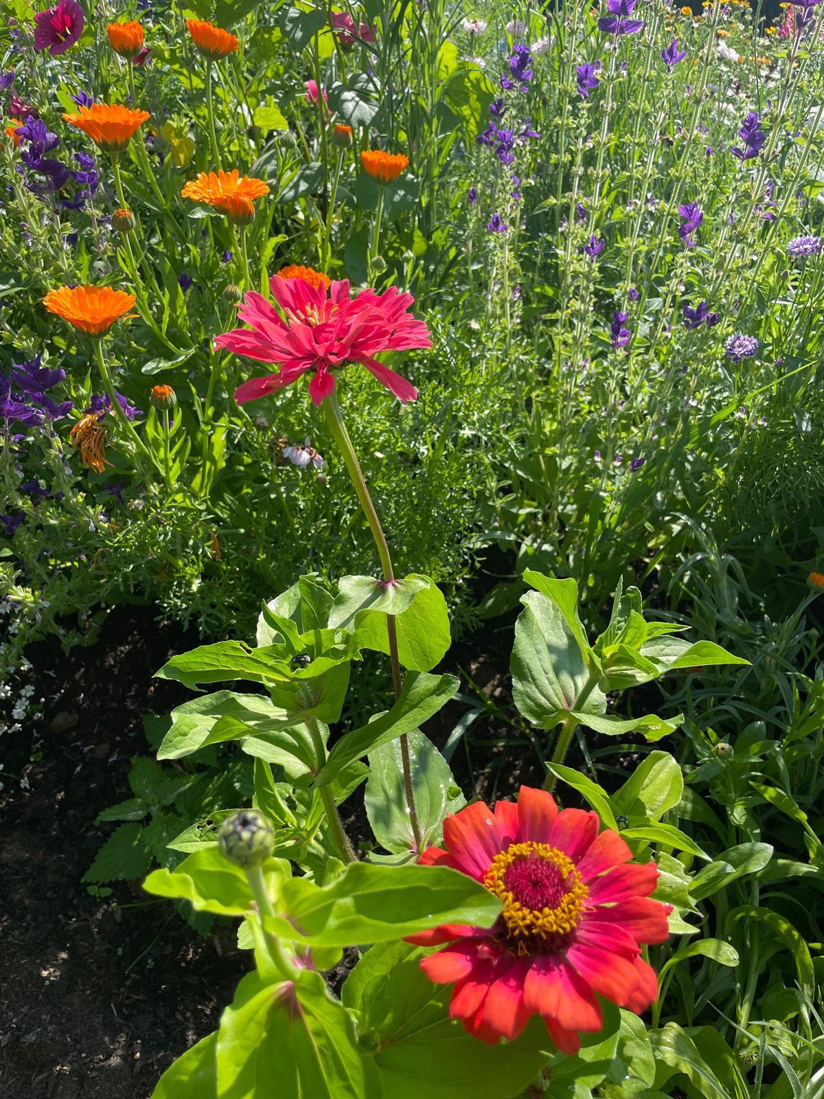 Blumen auf dem Hof