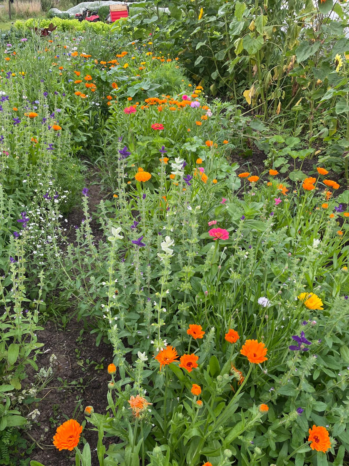 Blumenbeet Nahaufnahme