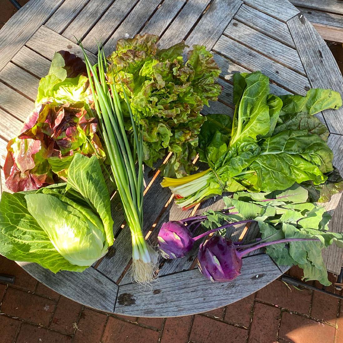 Kohlrabi und Mangold Ernte