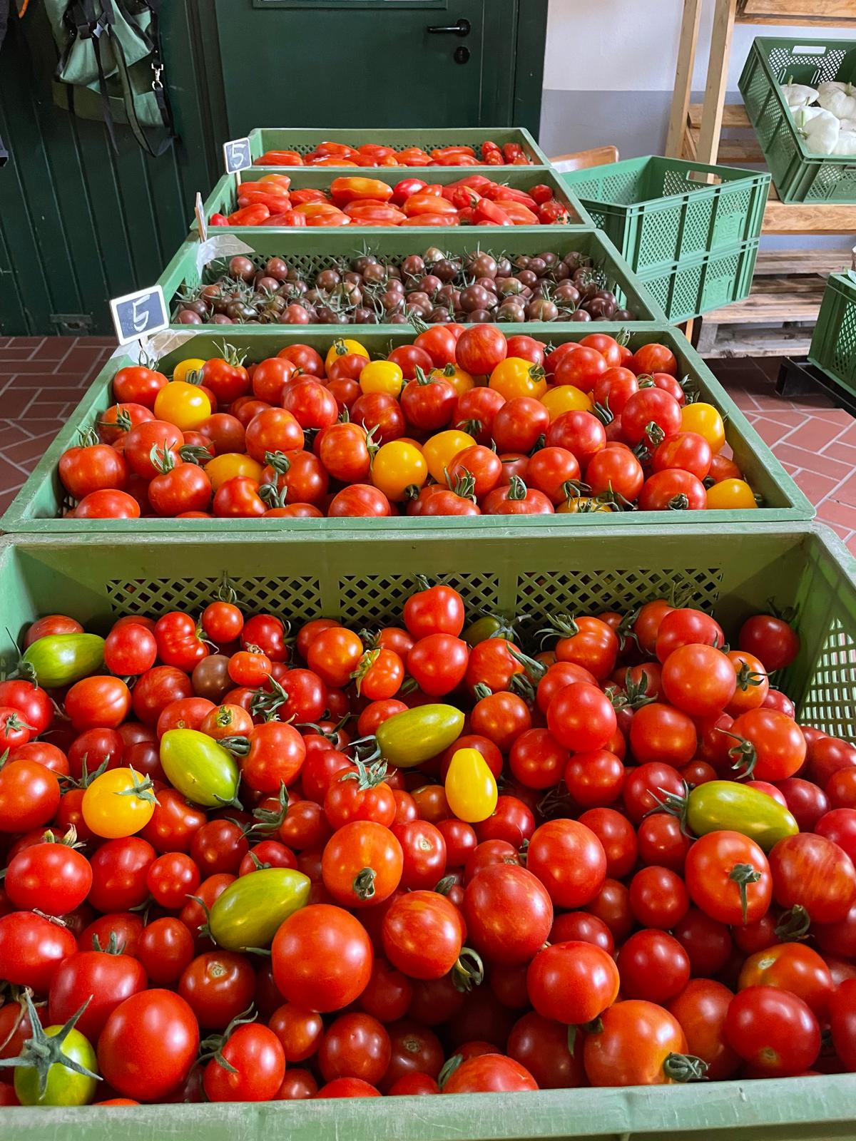 Tomatenernte